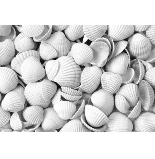 Alternative view of DanShells Musselskal - 15kg